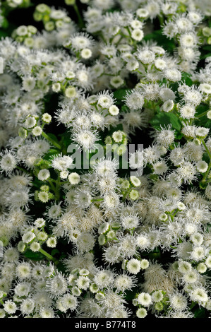 Ageratum houstonianum 'White Hawaii F1' floss flower annual white bloom blossom mass profuse profusion color colour Stock Photo