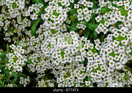 Lobularia maritima Carpet of Snow syn Alyssum cultivar snowdrift white flower bloom blossom annual mass profuse profusion color Stock Photo