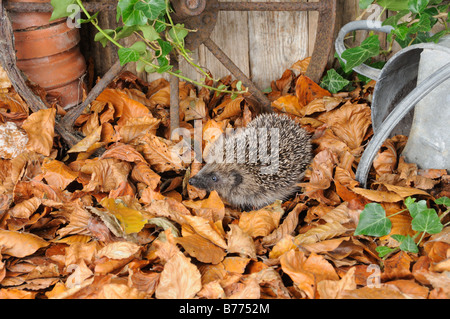 European Hedgehog erinaceus europaeus foraging amongst autumn leaves in a rustic garden setting Norfolk UK October Stock Photo