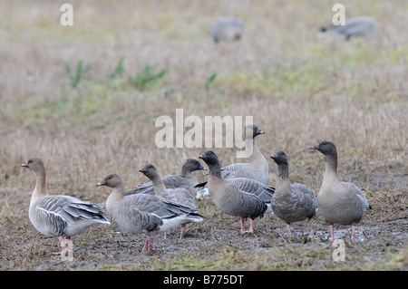 Pink footed Geese anser brachyrhynchus small group on field headland Norfolk England December Stock Photo