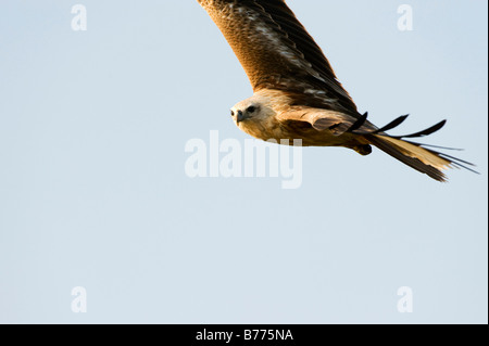 Haliastur indus. Juvenile Brahminy Kite flying against blue sky in India. Andhra Pradesh. India Stock Photo