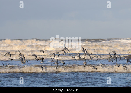 Sanderling calidris alba flock flying over tideline North Norfolk UK November Stock Photo