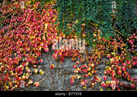 Boston Ivy (Parthenocissus tricuspidata) and English Ivy (Hedera helix), Bavaria, Germany, Europe Stock Photo