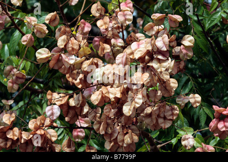 Fruits of Koelreuteria henryi Dummer Stock Photo