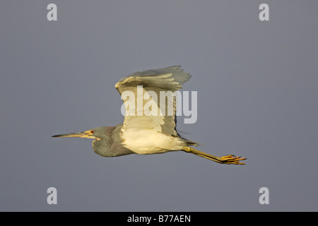 Tricloured Heron in flight Stock Photo