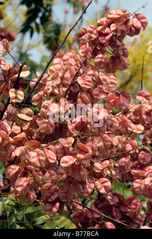 Fruits of Koelreuteria henryi Dummer Stock Photo