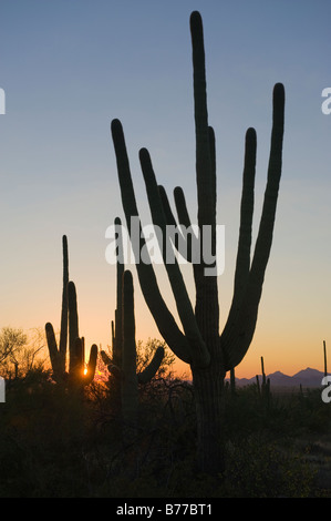 Cactus plants, Saguaro National Park, Arizona Stock Photo