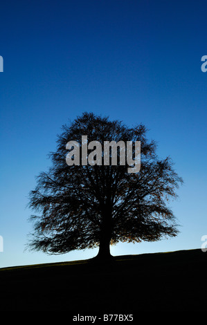 Copper Beech (Fagus sylvatica), Allgaeu, Bavaria, Germany, Europe Stock Photo