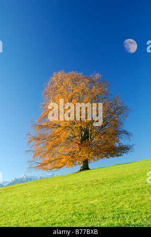 Copper Beech (Fagus sylvatica), Allgaeu, Bavaria, Germany, Europe Stock Photo