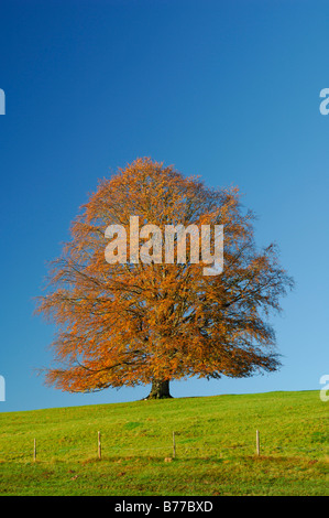 Copper Beech (Fagus sylvatica), Allgaeu, Bavaria, Germany, Europe Stock Photo