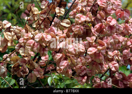 Fruits of Koelreuteria henryi Dummer Stock Photo