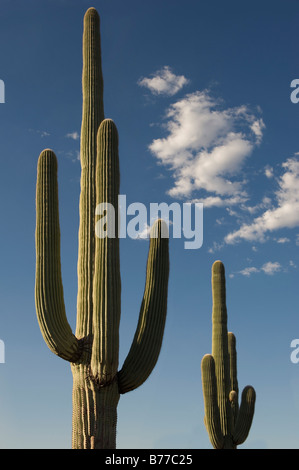 Saguaro Cactus plants against blue sky Stock Photo