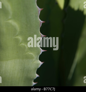 Close up of agave plant Stock Photo