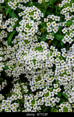 Lobularia maritima Carpet of Snow syn Alyssum cultivar snowdrift white flower bloom blossom annual mass profuse profusion color Stock Photo