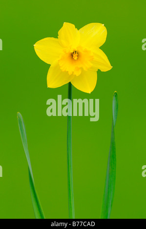 Daffodil (Narcissus) Stock Photo