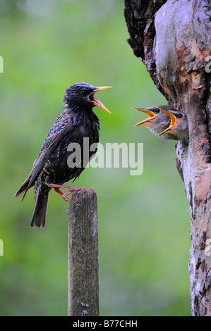 Young European Starlings (Sturnus vulgaris) and parent Stock Photo