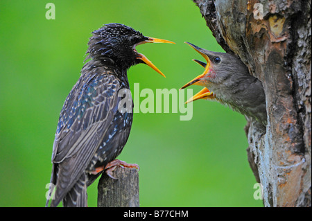 Young European Starlings (Sturnus vulgaris) and parent Stock Photo