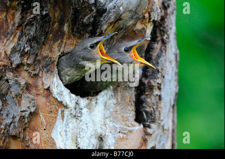 Young European Starlings (Sturnus vulgaris) Stock Photo