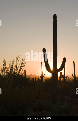 Sun setting behind cactus plants, Saguaro National Park, Arizona Stock Photo