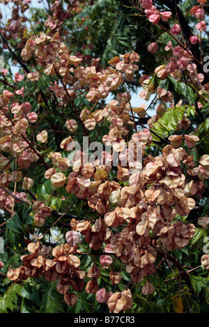 Fruits of Koelreuteria henryi Dummer Stock Photo