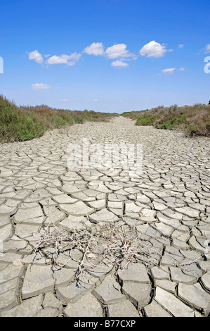 Parched ground, Camargue, Provence, Southern France, France, Europe Stock Photo