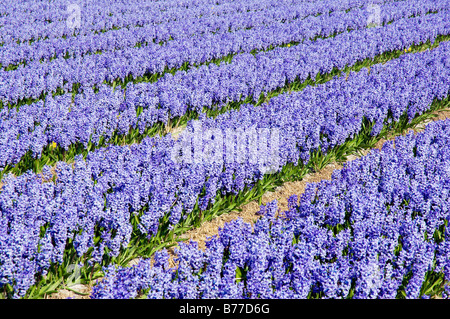 Field of Hyacinths (Hyacinthus orientalis hybride), Netherlands, Europe Stock Photo