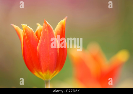 Red and yellow Tulip Duc van Tol (Tulipa greigii hybride) Stock Photo