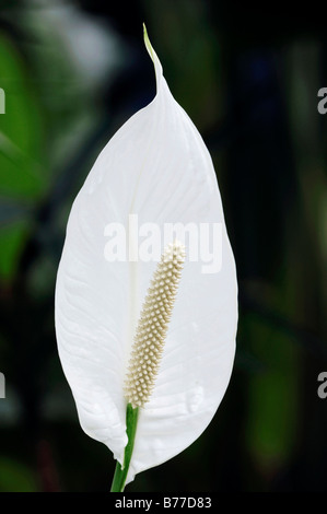 Peace Lily (Spathiphyllum floribundum) Stock Photo