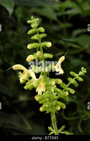 Jupiter's Sage, Sticky Clary or Yellow Sage (Salvia glutinosa) Stock Photo