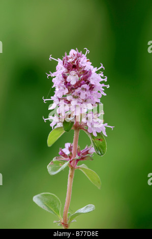 Large Thyme, Broad-Leaved Thyme or Wild Thyme (Thymus pulegioides), France, Europe Stock Photo