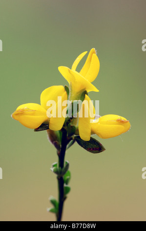 Spanish Broom or Spanish Gorse (Genista hispanica), Provence, Southern France, France, Europe Stock Photo