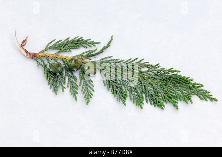 Port-Orford-Cedar (Chamaecyparis lawsoniana), twig with cones Stock Photo