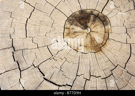 Mediterranean Cypress, Italian Cypress or Pencil Pine (Cupressus sempervirens), cross-section showing annual rings, Provence, S Stock Photo