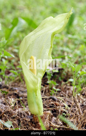 Cuckoo Pint or Italian Lords-and-Ladies (Arum italicum), Provence, Southern France, France, Europe Stock Photo