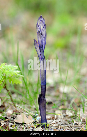 Violet Limodore (Limodorum abortivum), Provence, Southern France, Europe Stock Photo