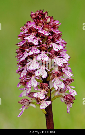 Lady Orchid (Orchis purpurea), Provence, Southern France, France, Europe Stock Photo
