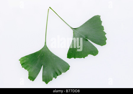 Ginkgo or Maidenhair Tree (Ginkgo biloba) leaves Stock Photo