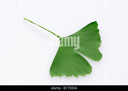 Ginkgo or Maidenhair Tree (Ginkgo biloba) leaf Stock Photo