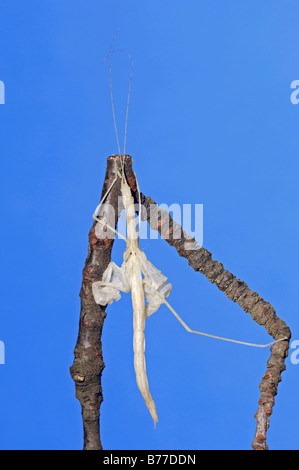 Stick Insect (Sipyloidea sipylus), casting off its skin Stock Photo - Alamy