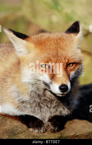 Red Fox (Vulpes vulpes), portrait, North Rhine-Westphalia, Germany, Europe Stock Photo