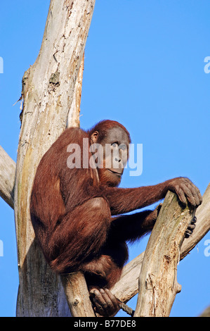 Bornean Orangutan (Pongo pygmaeus), male Stock Photo