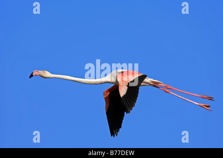 Greater Flamingo (Phoenicopterus ruber roseus) in flight, Camargue, Provence, South France, Europe Stock Photo