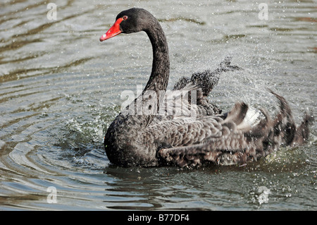 Black Swan (Cygnus atratus), bathing Stock Photo