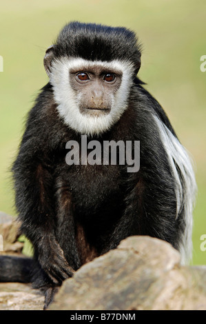 Mantled Guereza, Eastern Black-and-white Colobus (Colobus guereza), young Stock Photo