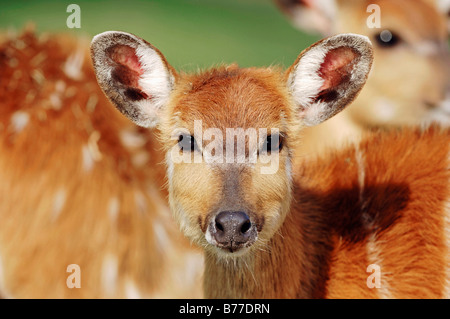 Sitatunga, Marshbuck (Tragelaphus spekii), female, portrait Stock Photo