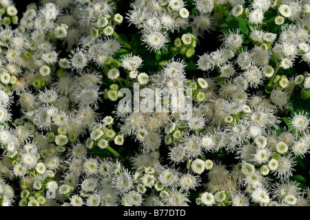 Ageratum houstonianum 'White Hawaii F1' floss flower annual white bloom blossom mass profuse profusion color colour Stock Photo