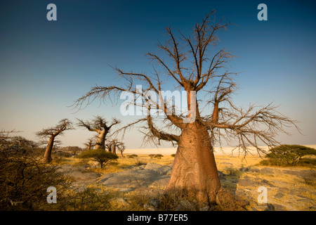 Barren trees on Kubu Island, Botswana Stock Photo