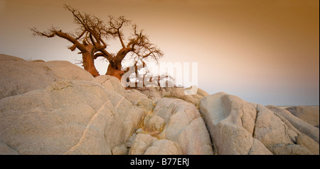 Barren tree among rocks on Kubu Island, Botswana Stock Photo