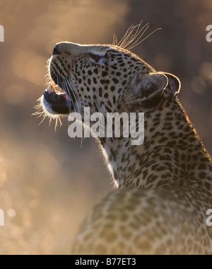 Close up of leopard looking up Stock Photo