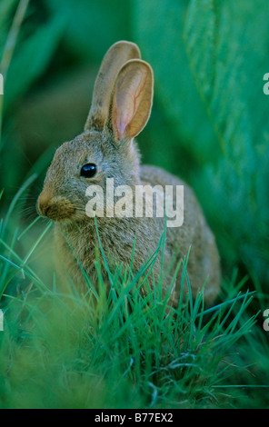 Juvenile Smith's Red Rock Rabbit (Pronolagus rupestris) sitting in grass. Bloemfontein, Free State, South Africa Stock Photo